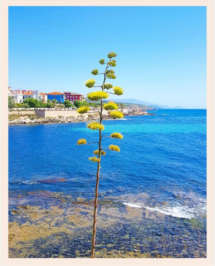 Villa La Rucchetta Alghero Zewnętrze zdjęcie
